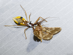 Epidaus famulus
