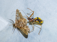 Epidaus famulus