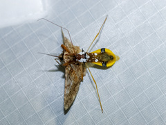 Epidaus famulus