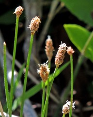 Eleocharis elegans