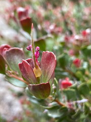 Adenanthos