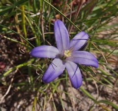 Brodiaea terrestris terrestris