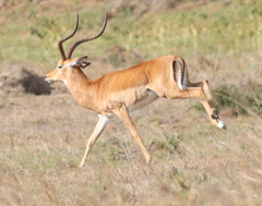Impala photo 5