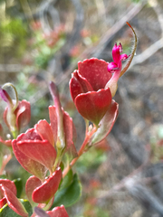 Adenanthos