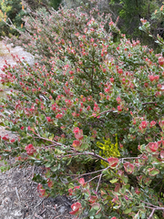 Adenanthos