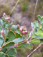 Adenanthos