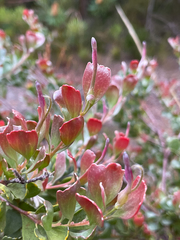 Adenanthos