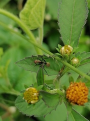 Camponotus rufoglaucus