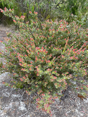 Adenanthos