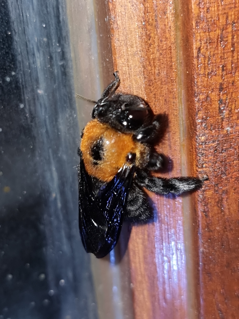 Xylocopa eximia