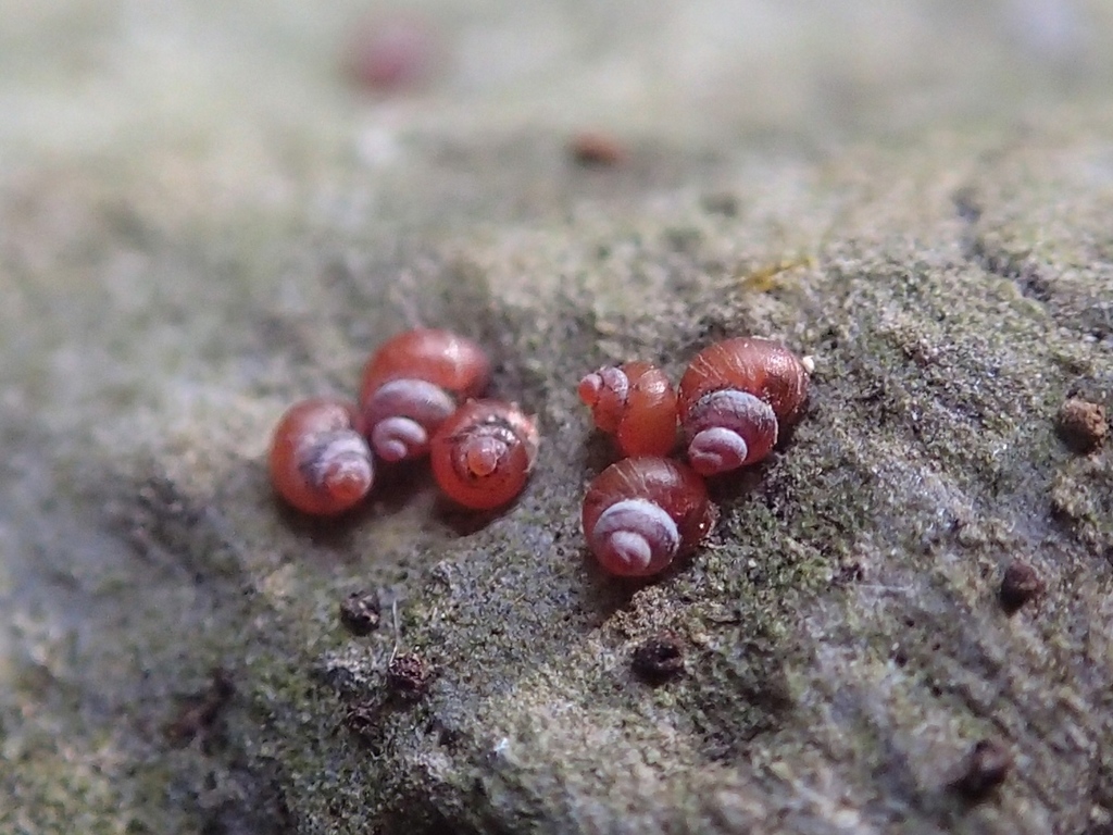 Georissa shikokuensis
