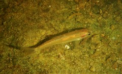 Notropis heterolepis