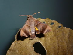 Perigonia stulta