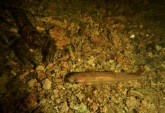 Notropis heterolepis