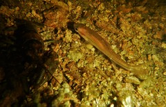 Notropis heterolepis