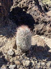 Escobaria tuberculosa varicolor