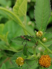 Camponotus rufoglaucus