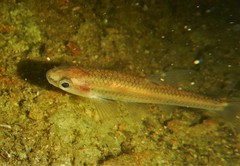 Notropis heterolepis