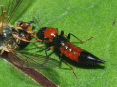 Paederus schoenherri