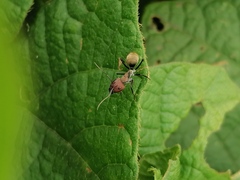 Camponotus rufoglaucus
