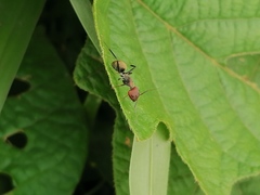 Camponotus rufoglaucus