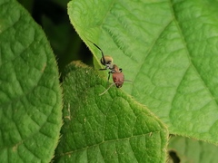 Camponotus rufoglaucus