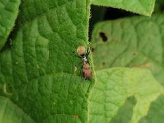 Camponotus rufoglaucus