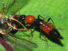 Paederus schoenherri