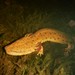 Common Mudpuppy - Photo (c) Matt Keevil, some rights reserved (CC BY-NC), uploaded by Matt Keevil