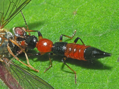 Paederus schoenherri