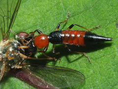 Paederus schoenherri