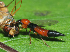 Paederus schoenherri