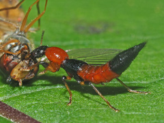 Paederus schoenherri