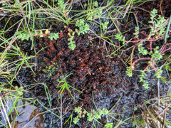 Imbribryum alpinum