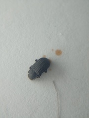 Bolitophagus reticulatus