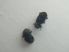 Bolitophagus reticulatus