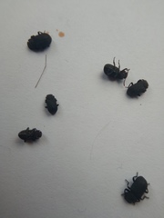 Bolitophagus reticulatus