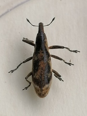 Gasteroclisus