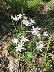 Ornithogalum umbellatum