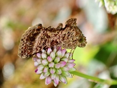 Ctenoplusia tarassota