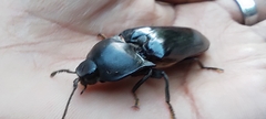 Coleoptera