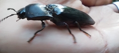 Coleoptera