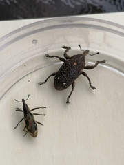 Gasteroclisus