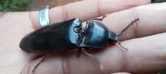 Coleoptera