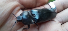 Coleoptera