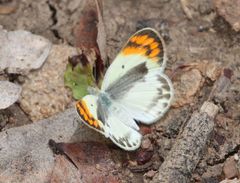 Colotis antevippe gavisa