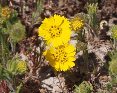 Deinandra corymbosa