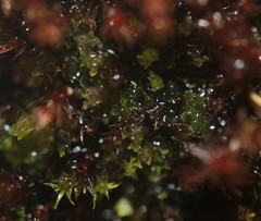 Fossombronia wondraczekii
