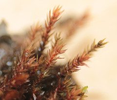 Imbribryum alpinum