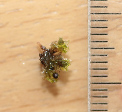 Fossombronia wondraczekii